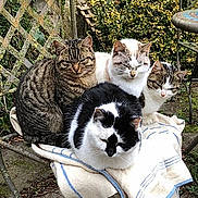 Minette participe au concours pour gagner de l'argent avec cette photo : cat, cats, feline, animal, pets, outdoor, garden, chair, towel, stone_wall, window, plants, metal, nature, resting, group, fur, striped, black_and_white, tabby