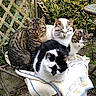 cat, cats, feline, animal, pets, outdoor, garden, chair, towel, stone_wall, window, plants, metal, nature, resting, group, fur, striped, black_and_white, tabby