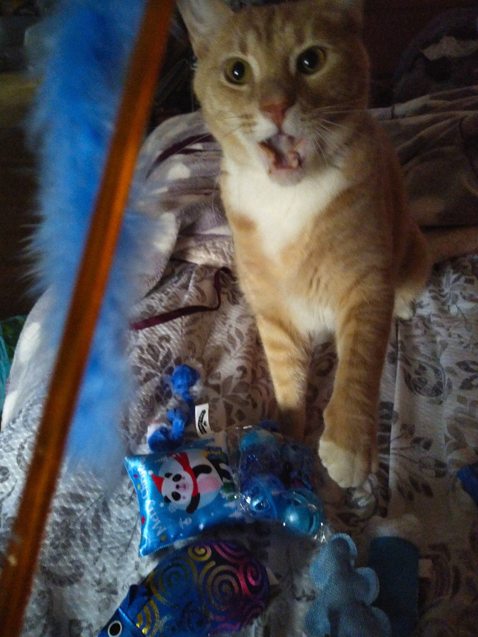 Kissy is registered to the contest to win money with this photo: blue, carnivore, cat, claw, domestic_short_haired_cat, door, electric_blue, fawn, felidae, fur, paw, photo_caption, small_to_medium_sized_cats, snout, tail, terrestrial_animal, toy, whiskers