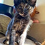 kitten, cat, tortoiseshell, feline, pet, indoor, couch, sunlight, whiskers, fur, ears, tail, closeup, domestic_animal, young_animal, home, cute, animal, sitting, curious