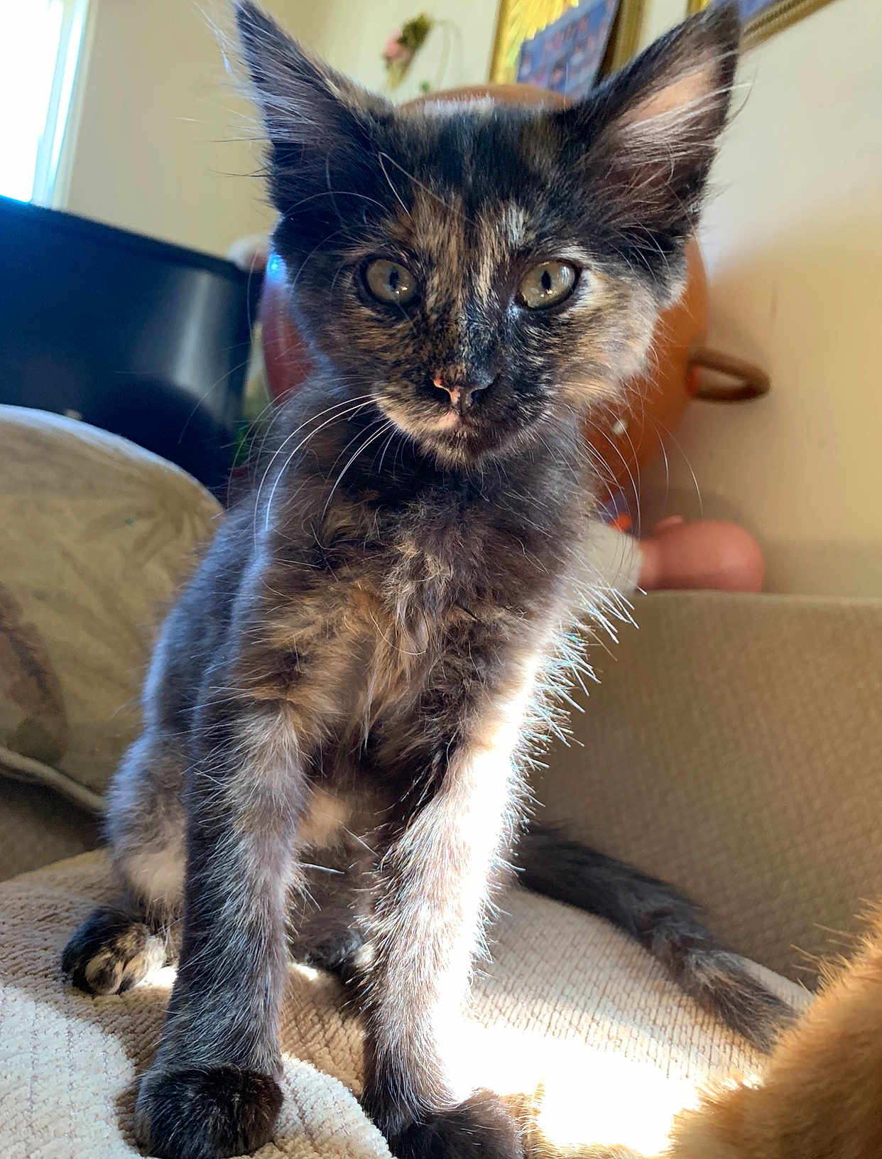Beanie joined the competition — help win amazing prizes! kitten, cat, tortoiseshell, feline, pet, indoor, couch, sunlight, whiskers, fur, ears, tail, closeup, domestic_animal, young_animal, home, cute, animal, sitting, curious