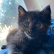 Beanie joined the competition — help win amazing prizes! kitten, cat, tortoiseshell, feline, pet, animal, fur, whiskers, blue_blanket, indoors, window, natural_light, cute, young, small, resting, cozy, curious, soft, domestic_animal