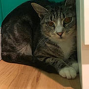 Mulan is registered to the contest to win money with this photo: animal, cat, cautious, closeup, corner, curious, domestic_animal, feline, fur, indoor, pet, quiet, resting, shadow, small_space, tabby, teal_wall, whiskers, white_paws, wooden_floor