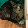 animal, cat, cautious, closeup, corner, curious, domestic_animal, feline, fur, indoor, pet, quiet, resting, shadow, small_space, tabby, teal_wall, whiskers, white_paws, wooden_floor