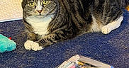 Mulan is registered to the contest to win money with this photo: carpet, cat, closeup, clutter, colorful, cozy, curious, feline, game_controller, green_eyes, indoor, lying_down, notebook, pencil_case, pencils, pens, pet, scratching_post, stationery, tabby_cat