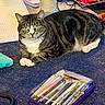 Mulan is registered to the contest to win money with this photo: cat, tabby_cat, green_eyes, carpet, scratching_post, game_controller, notebook, pencil_case, pens, pencils, stationery, indoor, pet, lying_down, curious, clutter, colorful, cozy, feline, closeup