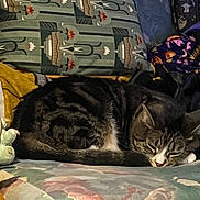 Mulan joined the competition — help win amazing prizes! cat, tabby, sleeping, couch, blanket, patterned_fabric, floral_pattern, indoor, pet, resting, cozy, furniture, animal, domestic_cat, relaxed, soft_lighting, home, comfort, cute, furry