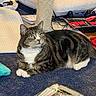 Mulan joined the competition — help win amazing prizes! cat, tabby_cat, pet, indoor, carpet, scratching_post, cushion, notebook, pens, stationery, case, green_eyes, alert, feline, domestic_animal, resting, curious, household, floor, close_up