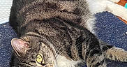 Mulan is registered to the contest to win money with this photo: cat, tabby_cat, indoor, carpet, green_eyes, relaxed, pet, animal, fur, paw, whiskers, floor, blanket, shoe, wood_floor, curious, resting, domestic, household, cozy