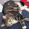 cat, tabby_cat, indoor, carpet, green_eyes, relaxed, pet, animal, fur, paw, whiskers, floor, blanket, shoe, wood_floor, curious, resting, domestic, household, cozy