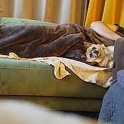 Codilongua a rejoint le concours — aidez-le/la à gagner de superbes lots ! dog, couch, blanket, person, arm, indoor, relaxation, cozy, home, furniture, curious, pet, brown, green, fabric, comfort, resting, living_room, casual, soft
