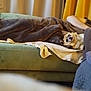 dog, couch, blanket, person, arm, indoor, relaxation, cozy, home, furniture, curious, pet, brown, green, fabric, comfort, resting, living_room, casual, soft