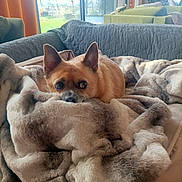 Codilongua participe au concours pour gagner de l'argent avec cette photo : dog, blanket, couch, living_room, window, christmas_tree, furniture, cozy, fur, ears, pet, home, relaxing, soft_texture, indoor, daylight, comfort, brown_dog, resting, warm