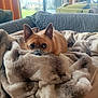 dog, blanket, couch, living_room, window, christmas_tree, furniture, cozy, fur, ears, pet, home, relaxing, soft_texture, indoor, daylight, comfort, brown_dog, resting, warm
