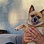 dog, pet, small_dog, hands, tongue_out, expressive_face, concrete_wall, outdoor, casual, person_hands, holding, light_shadow, furry, cute, companionship, animal, relaxed, seated, domestic, friendly