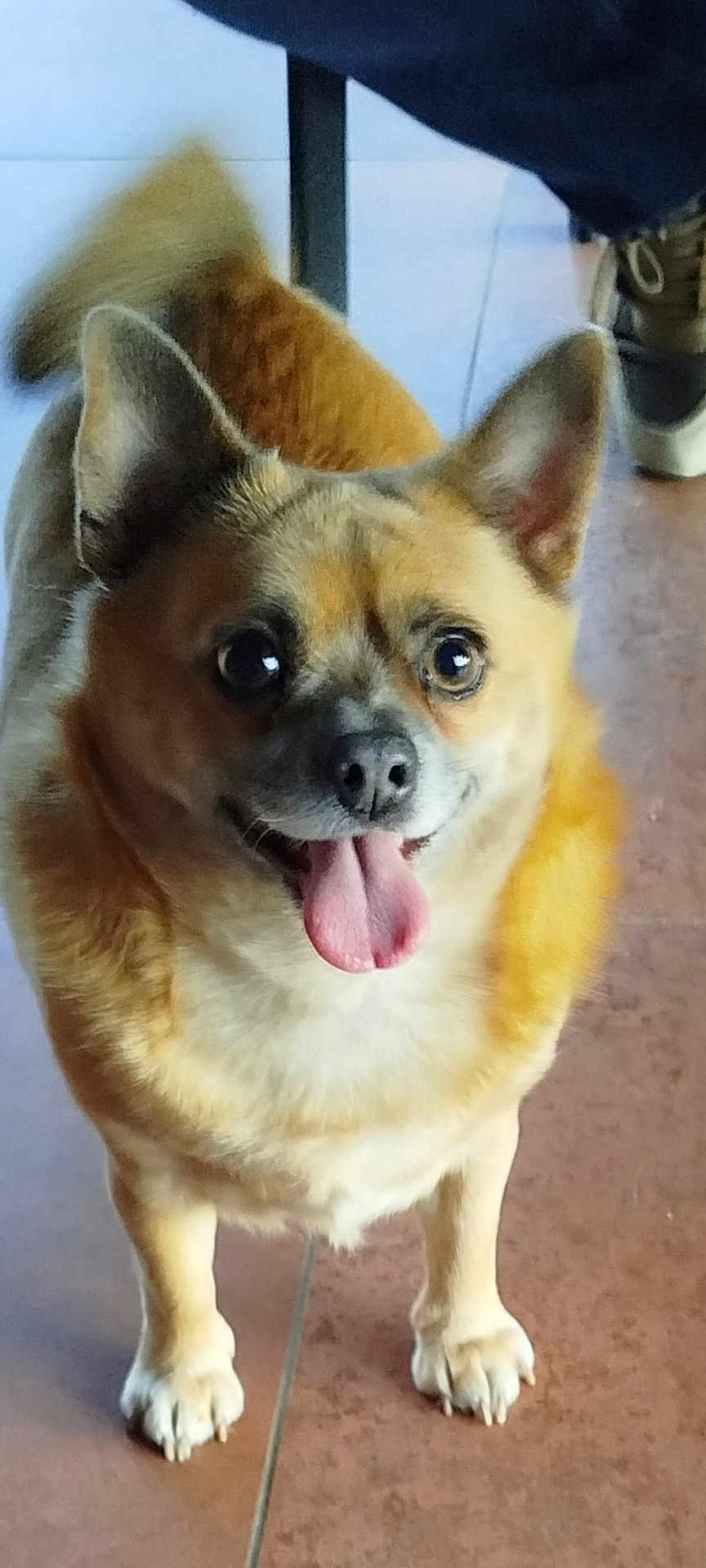 Codilongua