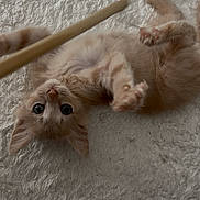Aïko a rejoint le concours — aidez-le/la à gagner de superbes lots ! kitten, cat, playful, fluffy_carpet, paws, wooden_stick, pet, animal, cute, indoor, fur, whiskers, young_cat, curious, lying_down, soft_texture, close_up, domestic_cat, toy, engaged