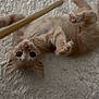 kitten, cat, playful, fluffy_carpet, paws, wooden_stick, pet, animal, cute, indoor, fur, whiskers, young_cat, curious, lying_down, soft_texture, close_up, domestic_cat, toy, engaged