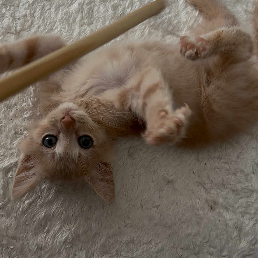 Aïko a rejoint le concours — aidez-le/la à gagner de superbes lots ! animal, cat, close_up, curious, cute, domestic_cat, engaged, fluffy_carpet, fur, indoor, kitten, lying_down, paws, pet, playful, soft_texture, toy, whiskers, wooden_stick, young_cat