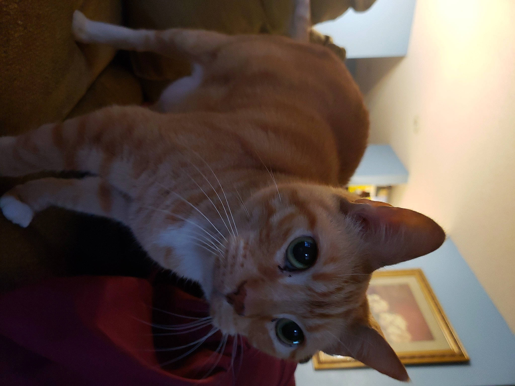 Tigger joined the competition — help win amazing prizes! carnivore, cat, claw, domestic_short_haired_cat, ear, fawn, felidae, fur, paw, small_to_medium_sized_cats, snout, tail, whiskers, wood