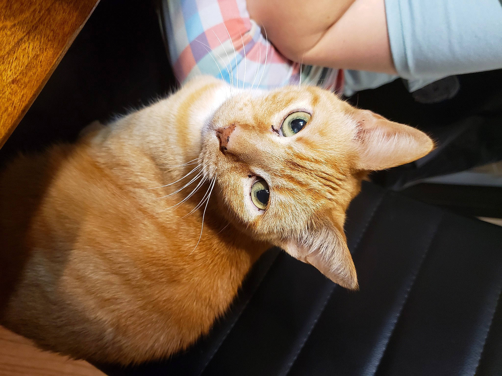 Tigger joined the competition — help win amazing prizes! canidae, carnivore, cat, claw, domestic_short_haired_cat, ear, fang, fawn, felidae, fur, gesture, hardwood, nail, paw, small_to_medium_sized_cats, snout, tail, terrestrial_animal, whiskers, wood