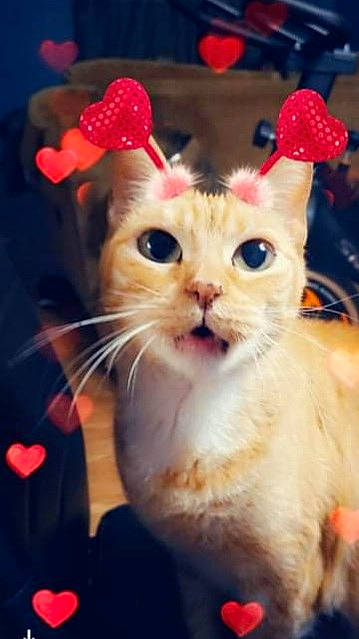 Tigger is registered to the contest to win money with this photo: carnivore, cat, christmas, christmas_eve, domestic_short_haired_cat, event, fawn, felidae, fur, happy, holiday, night, paw, photo_caption, plant, red, small_to_medium_sized_cats, snout, tail, whiskers