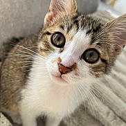 Siyam a rejoint le concours — aidez-le/la à gagner de superbes lots ! kitten, cat, close_up, pet, whiskers, curious, feline, fur, animal, cute, young, indoors, cozy, soft, small, domestic_animal, face, eyes, nose, ears
