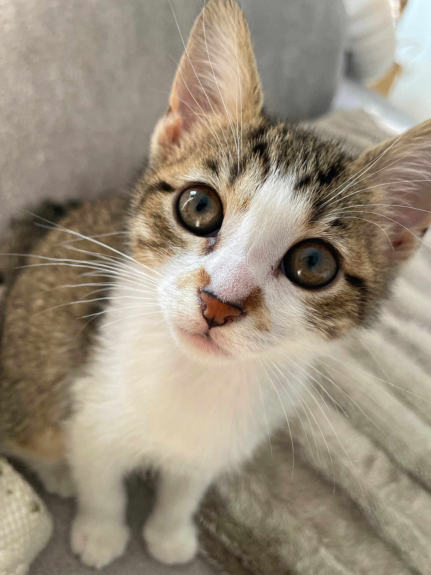 Siyam a rejoint le concours — aidez-le/la à gagner de superbes lots ! kitten, cat, close_up, pet, whiskers, curious, feline, fur, animal, cute, young, indoors, cozy, soft, small, domestic_animal, face, eyes, nose, ears