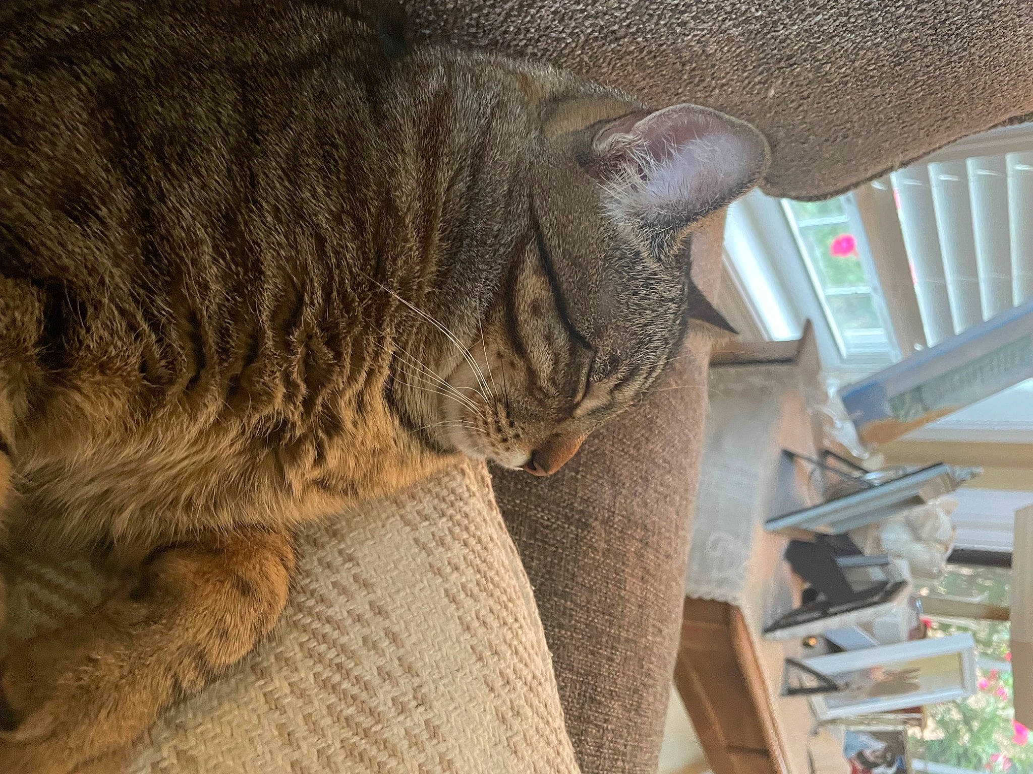 Parker joined the competition — help win amazing prizes! automotive_tire, carnivore, cat, claw, comfort, domestic_short_haired_cat, fawn, felidae, flooring, fur, plant, small_to_medium_sized_cats, snout, tail, terrestrial_animal, thread, tree, whiskers, wood, wool