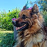 Laska a rejoint le concours — aidez-le/la à gagner de superbes lots ! animal, blue_sky, canine, closeup, dog, ears, flower, fur, german_shepherd, grass, greenery, happy, nature, outdoor, pet, portrait, snout, summer, sunlight, tongue