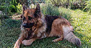 Laska participe au concours pour gagner de l'argent avec cette photo : animal, canine, dog, ears, fur, garden, german_shepherd, grass, greenery, laying_down, mammal, nature, outdoor, peaceful, pet, relaxed, snout, summer, sunlight, tail