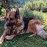 animal, canine, dog, ears, fur, garden, german_shepherd, grass, greenery, laying_down, mammal, nature, outdoor, peaceful, pet, relaxed, snout, summer, sunlight, tail