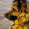 animal, black, brown, canine, close_up, dog, ears, evening_light, fur, german_shepherd, looking_away, nature, outdoor, pavement, pet, portrait, side_profile, snout, street, thoughtful