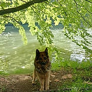 Laska participe au concours pour gagner de l'argent avec cette photo : animal, branches, canine, daylight, dog, forest, german_shepherd, grass, greenery, leaf, nature, outdoor, park, pet, river, scenic, sunlight, trees, water, wildlife