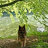 animal, branches, canine, daylight, dog, forest, german_shepherd, grass, greenery, leaf, nature, outdoor, park, pet, river, scenic, sunlight, trees, water, wildlife