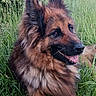 Laska participe au concours pour gagner de l'argent avec cette photo : animal, canine, closeup, daylight, dog, ears, friendly, fur, german_shepherd, grass, greenery, happy, laying_down, muzzle, nature, outdoor, pet, portrait, snout, tongue