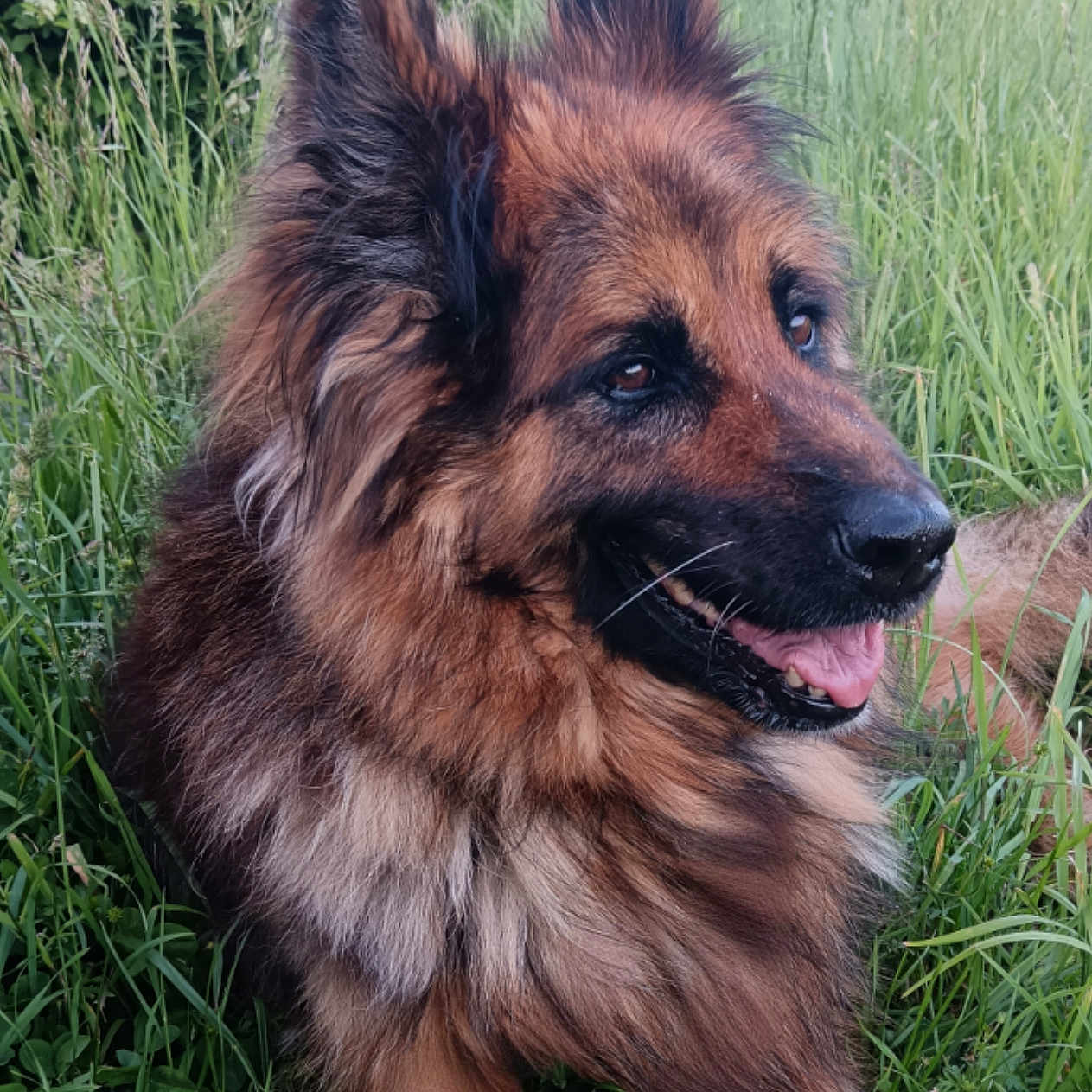 Laska