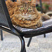 Lexy a rejoint le concours — aidez-le/la à gagner de superbes lots ! cat, tabby, green_eyes, feline, chair, cushion, metal_chair, outdoor, pet, fluffy, relaxing, animal, domestic_cat, fur, whiskers, portrait, resting, looking_at_camera, blurred_background, brick_wall