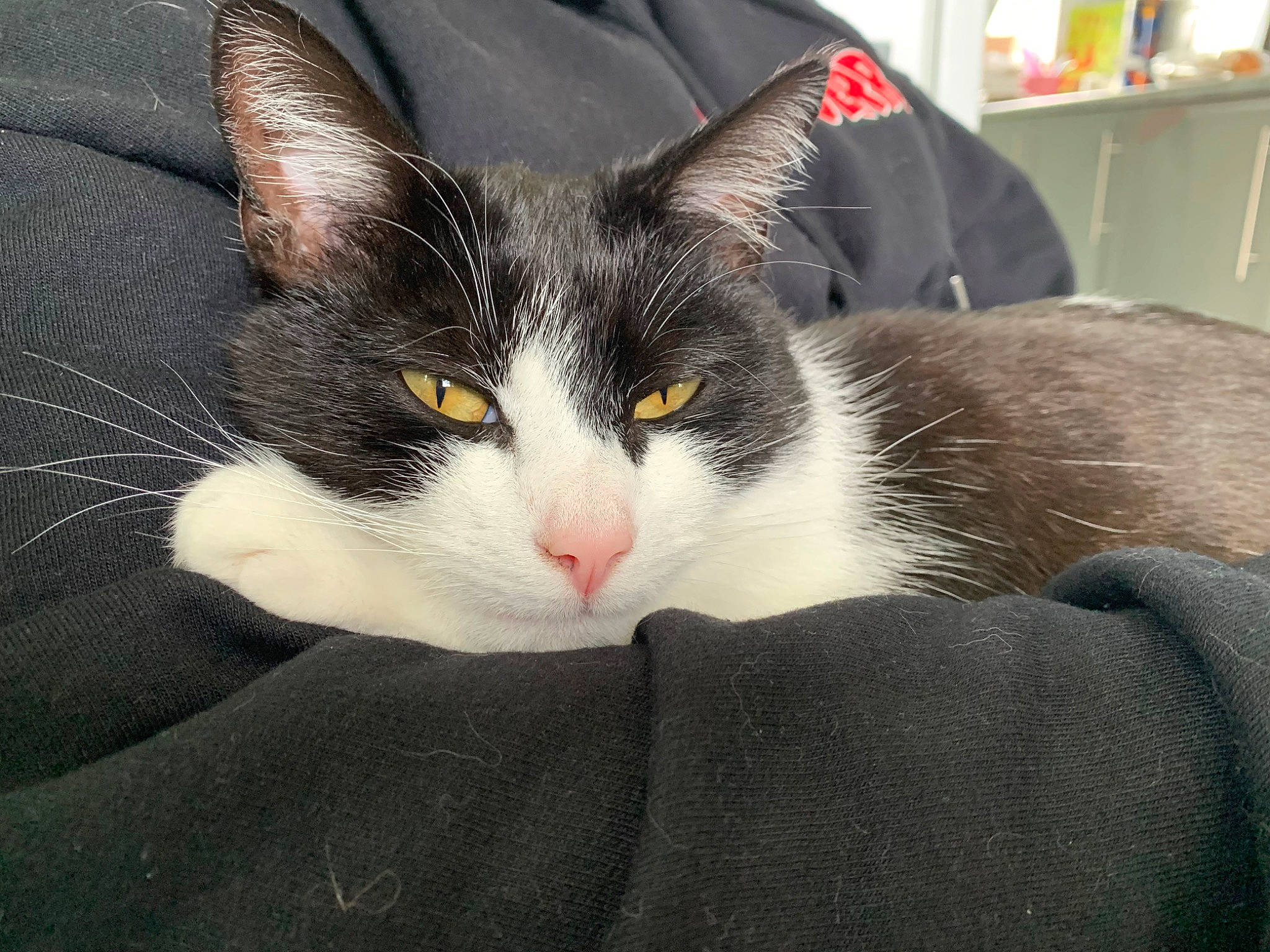 Alex joined the competition — help win amazing prizes! carnivore, cat, cat_supply, comfort, domestic_short_haired_cat, felidae, fur, grey, nap, paw, shelf, sitting, sleep, small_to_medium_sized_cats, snout, tail, whiskers