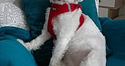 Lola participe au concours pour gagner de l'argent avec cette photo : blanket, chair, cozy, curious, cushion, cute, dog, domestic_animal, fur, furniture, home, indoor, looking, paw, pet, red_harness, relaxed, sitting, small_dog, white_dog