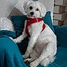 blanket, chair, cozy, curious, cushion, cute, dog, domestic_animal, fur, furniture, home, indoor, looking, paw, pet, red_harness, relaxed, sitting, small_dog, white_dog