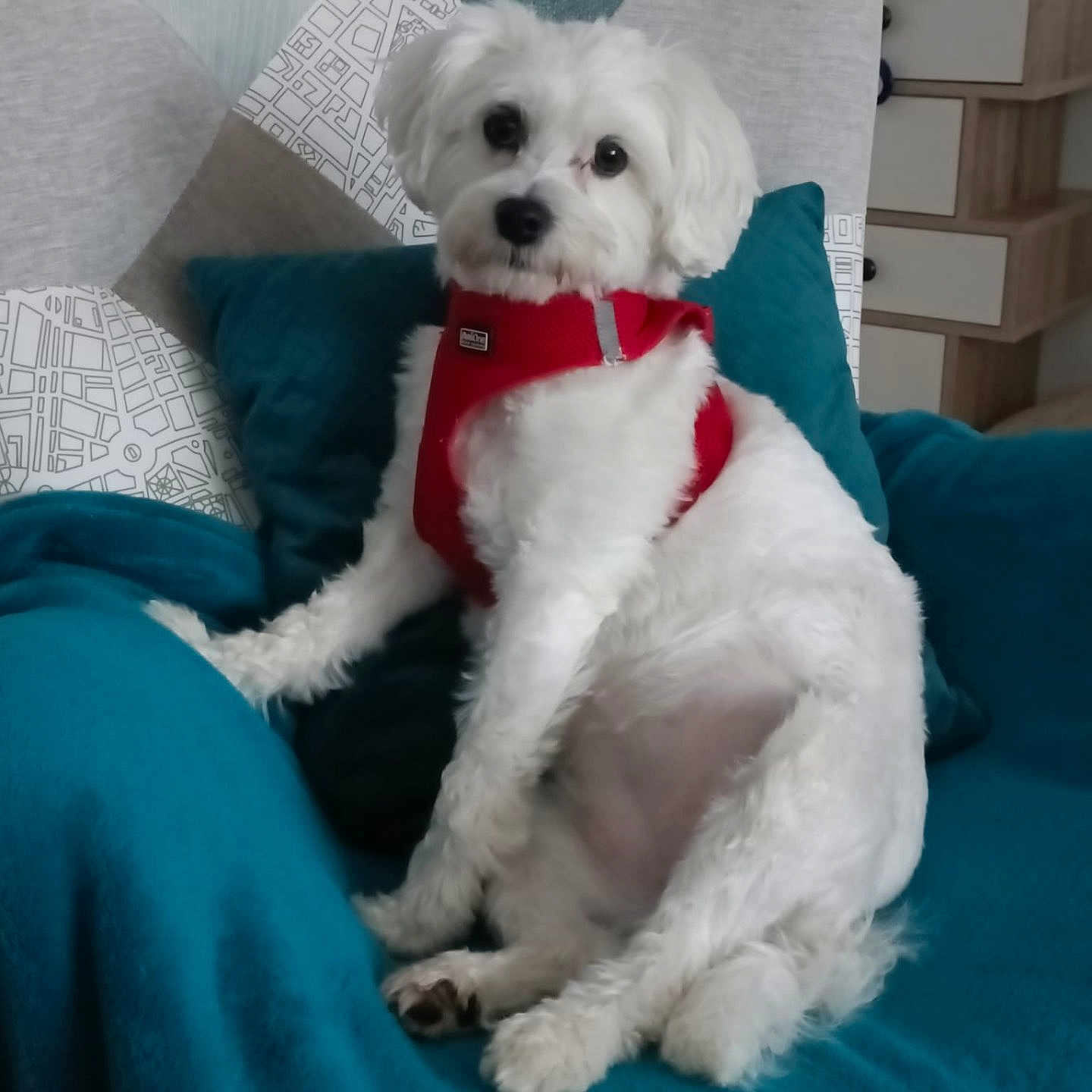 Lola