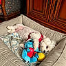 Lola a rejoint le concours — aidez-le/la à gagner de superbes lots ! animal, blanket, cozy, cute, dog, dog_bed, fluffy, furniture, home, indoor, patterned_chair, pet, plush_toy, relaxed, resting, small_dog, soft, white_dog, wooden_cabinet, yellow_ball