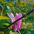 Malona S.