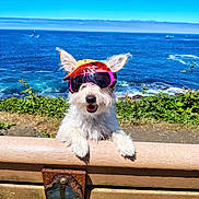 Lil Bit is registered to the contest to win money with this photo: dog, white_dog, sunglasses, cap, bench, ocean, water, sky, blue_sky, greenery, plants, sunny, outdoor, pet, animal, happy, cute, summer, coast, nature