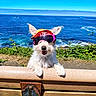 dog, white_dog, sunglasses, cap, bench, ocean, water, sky, blue_sky, greenery, plants, sunny, outdoor, pet, animal, happy, cute, summer, coast, nature