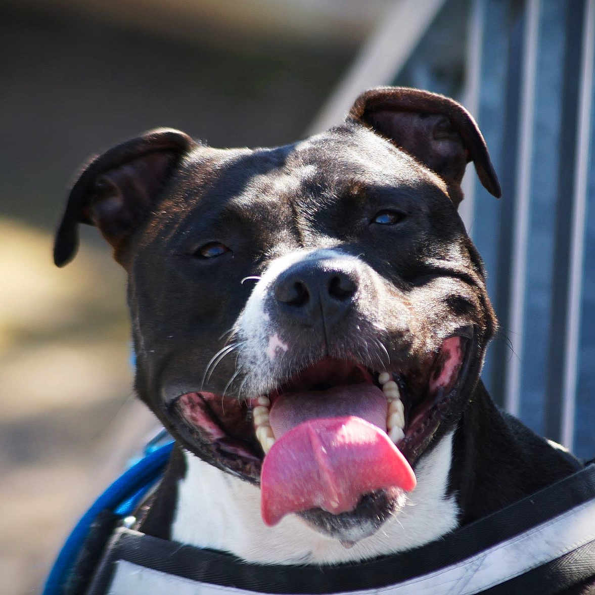 Bogotta a rejoint le concours — aidez-le/la à gagner de superbes lots ! animal, black_and_white, blurred_background, canine, closeup, collar, dog, ears, friendly, fur, happy, metal_structure, muzzle, outdoor, panting, pet, smiling, sunlight, teeth, tongue_out