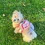 Chiquita is registered to the contest to win money with this photo: dog, pet, grass, leash, outdoor, cute, fluffy, jacket, rainbow, animal, canine, fur, playful, nature, walking, small_dog, park, sunlight, happy, companion