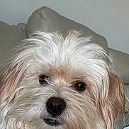 Chiquita is registered to the contest to win money with this photo: dog, pet, indoor, fluffy, cream_colored, curious, close_up, fur, canine, portrait, animal, cute, scruffy, sofa, living_room, companion, domestic_animal, friendly, mammal, face