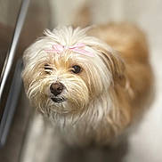 Chiquita joined the competition — help win amazing prizes! adorable, animal, bow, canine, closeup, companion, cream_color, cute, dog, domestic_animal, face, fluffy, friendly, fur, indoor, looking_up, pet, portrait, small_dog, waiting